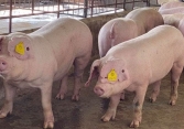 Giá heo hơi có khả năng giảm thêm tại miền Nam, đang sát mốc 30.000 đồng/kg