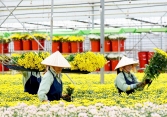 Hoa tươi Đà Lạt tăng giá mạnh trước ngày 20/10 