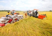 Giá lúa đồng loạt tăng mạnh 200-300 đồng/kg