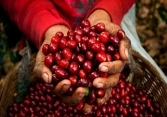 Giá cà phê tăng hơn 1.000 đồng/kg so với hôm qua