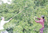 Người trồng hồng xiêm được mùa, trúng giá