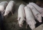 Giá heo hơi miền Nam liên tục tăng