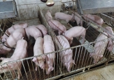 Giá heo hơi miền Bắc giữ trong khoảng 44.000 – 46.000 đồng/kg