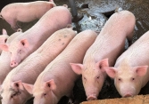 Giá heo hơi miền Nam cao hơn miền Bắc 4.000 – 6.000 đồng/kg
