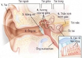 Nghiên cứu mới, người mắc COVID-19 có thể bị ảnh hưởng đến thính giác