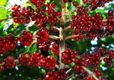 Xuất khẩu cà phê Việt Nam trong 10 tháng đầu năm được dự báo thấp hơn dự kiến