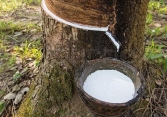 Giá cao su trong nước tăng nhẹ