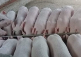 Giá heo hơi miền Bắc giảm nhẹ