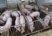 Giá heo hơi miền Bắc tiếp tục giảm vì dịch tả châu Phi