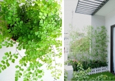 Vị trí cây xanh hợp phong thủy cho ban công, khai thông tài vận