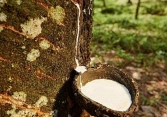 Giá cao su đồng loạt tăng trên các sàn châu Á