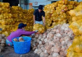 Giá dừa nguyên liệu tăng mạnh 