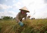 Đồng bằng sông Cửu Long thay đổi cơ cấu nông nghiệp sau khi Việt Nam tham gia COP26?
