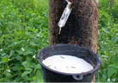 Giá cao su đang trong giai đoạn giảm