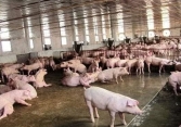 Giá heo hơi đứng ở mức 40.000 – 42.000 đồng/kg