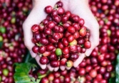 Giá cà phê đảo chiều đi lên, tăng 400 đồng/kg