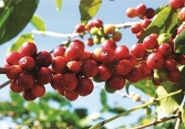 Giá cà phê quay đầu tăng mạnh