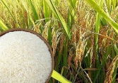 Giá lúa gạo điều chỉnh trái chiều