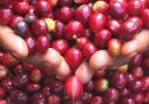 Giá cà phê được dự báo tăng do sản lượng niên vụ mới sụt giảm