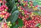 Giá cà phê giảm 600 đồng/kg