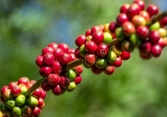 Thị trường cà phê có xu hướng đi xuống trong tuần qua
