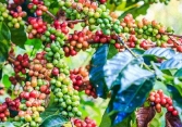 Giá cà phê nội địa đi ngang so với hôm qua
