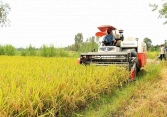 Gạo xuất khẩu bất ngờ giảm thêm 5 USD/tấn