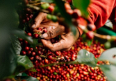 Nguồn cung cà phê Robusta từ Việt Nam có thể bị chậm lại