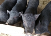 Giá heo hơi duy trì ở mức dưới  50.000 đồng/kg