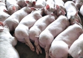 Các doanh nghiệp chăn nuôi tăng giá heo hơi ngay đầu năm mới?