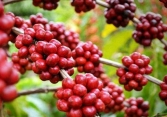 Giá cà phê robusta giảm 2 USD/tấn
