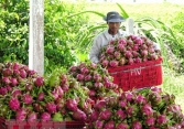 Nhà vườn trồng thanh long 'lao đao' vì thương lái không mua