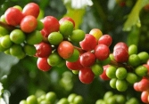 Giá cà phê tiếp tục đi xuống, robusta ở mức 2.488 USD/tấn