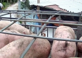 Giá heo hơi miền Bắc tăng nóng