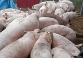 Giá heo hơi bước vào đợt tăng mới