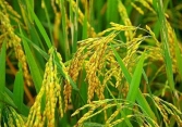 Giá lúa đảo chiều giảm 50-100 đồng/kg