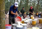 Việt Nam đứng thứ 3 thế giới về xuất khẩu cao su