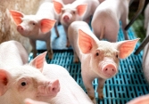 Mỗi ngày tăng 1.000 đồng, giá heo hơi miền Bắc sắp lên 60.000 đồng/kg