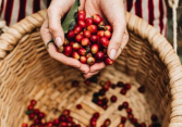 Xuất khẩu cà phê Arabica phục hồi