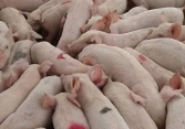 Giá heo hơi miền Bắc lên 60.000 đồng/kg