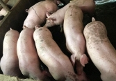 Khoảng cách giá heo hơi giữa hai miền ngày càng lớn