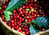 Giá cà phê trong nước xuống dưới mốc 31.000 đồng/kg
