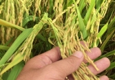 Giá gạo tại khu vực Đồng bằng sông Cửu Long có xu hướng tăng