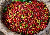 Giá cà phê trong nước đảo chiều tăng nhẹ