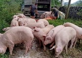 Giá heo hơi chưa tăng, thức ăn chăn nuôi đã nhấp nhổm tăng