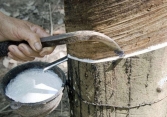Giá mủ cao su đầu tháng 2 ổn định