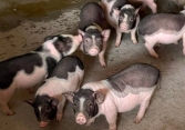 Giá heo hơi giảm xuống dưới 50.000 đồng/kg