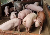 Giá heo hơi cả nước giao dịch quanh mức 50.000 – 53.000 đồng/kg