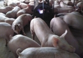 Giá heo hơi hôm nay 4/3: Sắp tăng mạnh