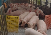 Giá heo hơi hôm nay 5/3: Miền Bắc lên mức 56.000 đồng/kg